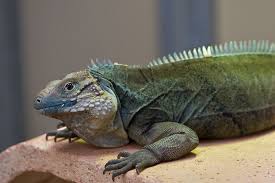 Tt is also known as the cuban ground iguana. Iguana San Diego Zoo Animals Plants