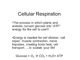 Cellular Respiration The Process In Which Plants And Animals Convert Glucose Into Atp Energy For The Cell To Use Energy Is Needed For Cell Division Ppt Video Online Download