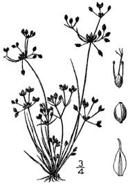 Image result for Fimbristylis scabrida
