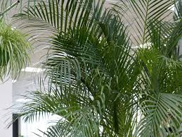 We did not find results for: 17 Attractive Indoor Trees That Won T Kill The Cat