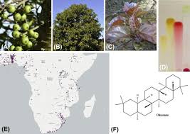 Image result for Ficus sur