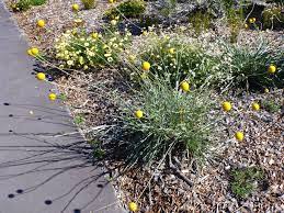 Billy Buttons Flower Images Best Flower Wallpaper