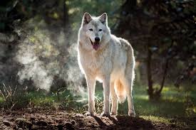 Wolves are the largest members of the canid family. Delicate Dances With Conservationists Who Save Wolves In Washington State Bloomberg