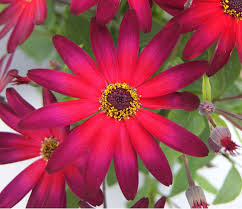 Image result for Pericallis