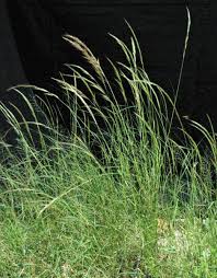 Image result for Aristida effusa