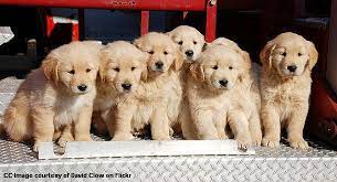 Golden Retriever Puppies Golden Retriever Golden Retriever Kitten Retriever