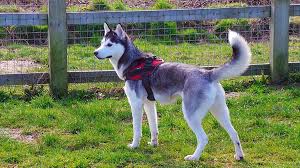 Oct 15, 2016 · by using the weight score chart below, you can determine if your dog is underweight or overweight. Is My Husky Too Skinny Tips Advice Snowdog Guru