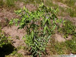 La seconde astuce s'inscrit également dans la logique de la pas question d'utiliser les produits chimiques pour chasser une taupe, les plantes de sureau sont de. Euphorbe A Taupes Euphorbe Des Jardins Euphorbe Epurge Euphorbia Lathyris Planter Cultiver Multiplier