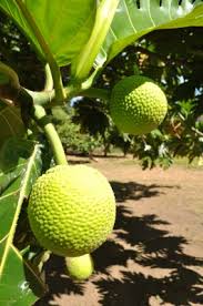Food information for babies and toddlers from birth to 2 years old. Tongan Livelihood Living Off The Land For Handicrafts Crops Cultureliving Oceans Foundation