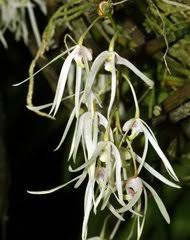 Image result for Diaphananthe subsimplex