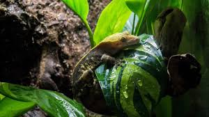 Naturalistic Bioactive Crested Gecko Vivarium Build Housing Henry Youtube Gecko Vivarium Crested Gecko Crested Gecko Vivarium