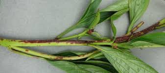 It can become a serious problem during periods of heavy rainfall; Diseases Of Peonies Springerlink