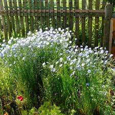 Linum Perenne Nanum Saphir Blauer Stauden Lein Mit Stauden Gestalten Steppengarten Stauden Garten Pflanzen