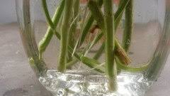 How to start plants from stem cuttings. Propagating Calibrachoa Million Bells