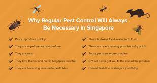 Maybe you've spotted a rat in your garden or discovered a wasp nest in your shed. Why Regular Pest Control Will Always Be Necessary In Singapore Debugged Sg The Pest Control Blog