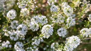 That's not true, a lot of the other ones count too. 9 Best Tiny Flowers For Your Garden