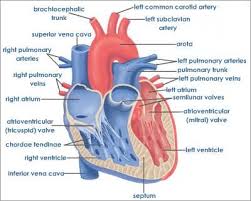 Human Heart Cross Sectional View With Detailed Labels Jpeg 400 321 Pixels Heart Diagram Human Heart Diagram Heart Structure