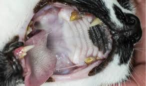Gum disease in cats at a glance. Dental Disease In Cats Petcoach