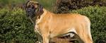 English Mastiff Dog Breed Information and Pictures