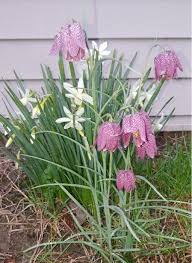 I run by these flowers near my work on some of my noon workouts, and the first time i ran past them i had to stop because i thought i was having some strange (and very beautiful). Solved What Kind Of Flowers Are These Found In A Garden I Chegg Com