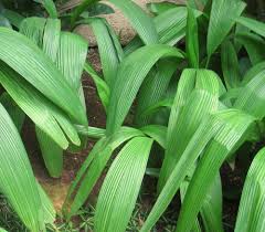 Image result for Curculigo pilosa