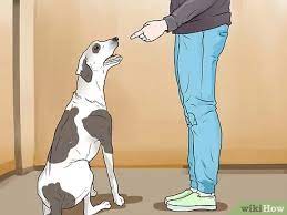 Teach your dog that biting can hurt people. How To Punish A Dog 11 Steps With Pictures Wikihow