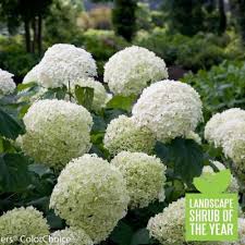 Bush (r) speaks about aids during a news conference at the white. White Full Sun Perennials Garden Flowers The Home Depot