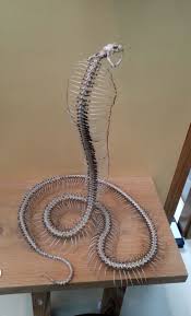 Reconstructed Cobra Skeleton Imgur Animal Bones Animal Skeletons Snake