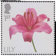 Image result for Dissotis princeps