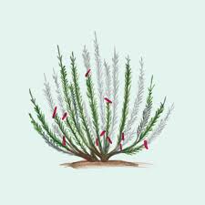 Image result for rosemary pruning