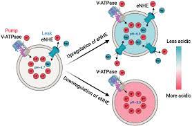 Protons to Patients: targeting endosomal Na+H+ exchangers against COVID‐19  and other viral diseases - Prasad - 2021 - The FEBS Journal - Wiley Online  Library