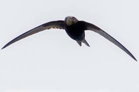 Da die meisten arten im herbst von nordost nach südwest fliegen, ist der zug bei winden aus nordöstlicher richtung in der regel am stärksten. Die Ersten Zugvogel Fliegen Gen Suden Nabu Nrw