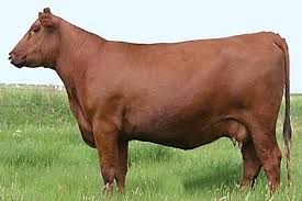 Cattle And Red On Pinterest Beef Cattle Cattle Ranching Show Cattle