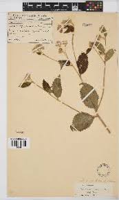 Image result for Bothriocline laxa