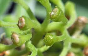 Image result for Afroligusticum