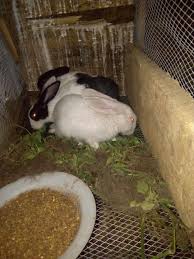 That we use to grow our vegetable garden. Rabbit Farming In Nigeria And How To Start Pure Breed Rabbits Also Available Pets Nigeria