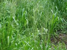 Image result for Panicum maximum
