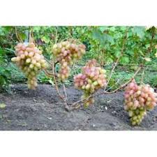 Gudang bibitku menjual berbagai bibit tanaman unggul kualitas terbaik yang berhasil kami budidayakan terdiri dari berbagai varietas lokal, impor bahkan hingga buah langka dan unik. Jual Bibit Buah Import Terbaru Harga Murah Blibli Com