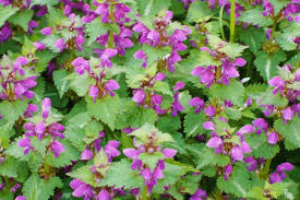 Bodendecker Die Schonsten Pflegeleichten Sorten Plantura Bodendecker Blumen Fur Garten Einfache Gartengestaltung