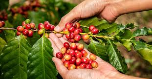 It is a rite that forms part of our identity. A Beginner S Guide To Central America S Acclaimed Coffee Varieties Vinepair