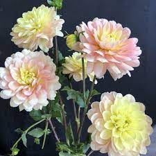 Pin On Delicious Dahlias