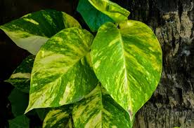 Since pothos that grow in low light conditions tend to not feature the even though pothos are ridiculously easy to care for, we'll give you a few tips to keep your plant healthy and happy. Epipremnum Aureum Wikipedia