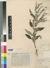 Image result for Erythrocephalum dictyophlebium