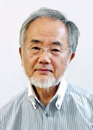 Japanese Microbiologist Yoshinori Ohsumi Wins Nobel In Medicine For Autophagy Research