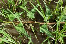 Image result for Ipomoea aquatica