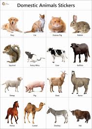 Domestic Animals Name Facts Pictures Videos Charts Ira Parenting In 2020 Animal Pictures For Kids Animals Name With Picture Animals Name In English