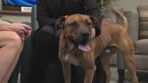 Maybe you would like to learn more about one of these? Celebrate Leap Year With 4 Adoptions At Albuquerque Animal Welfare Dept Shelters Krqe News 13