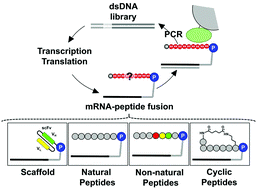 In this review we discuss how a decision to translate or to degrade a cytoplasmic mrna is reached. Directing Evolution Of Novel Ligands By Mrna Display Chemical Society Reviews Rsc Publishing