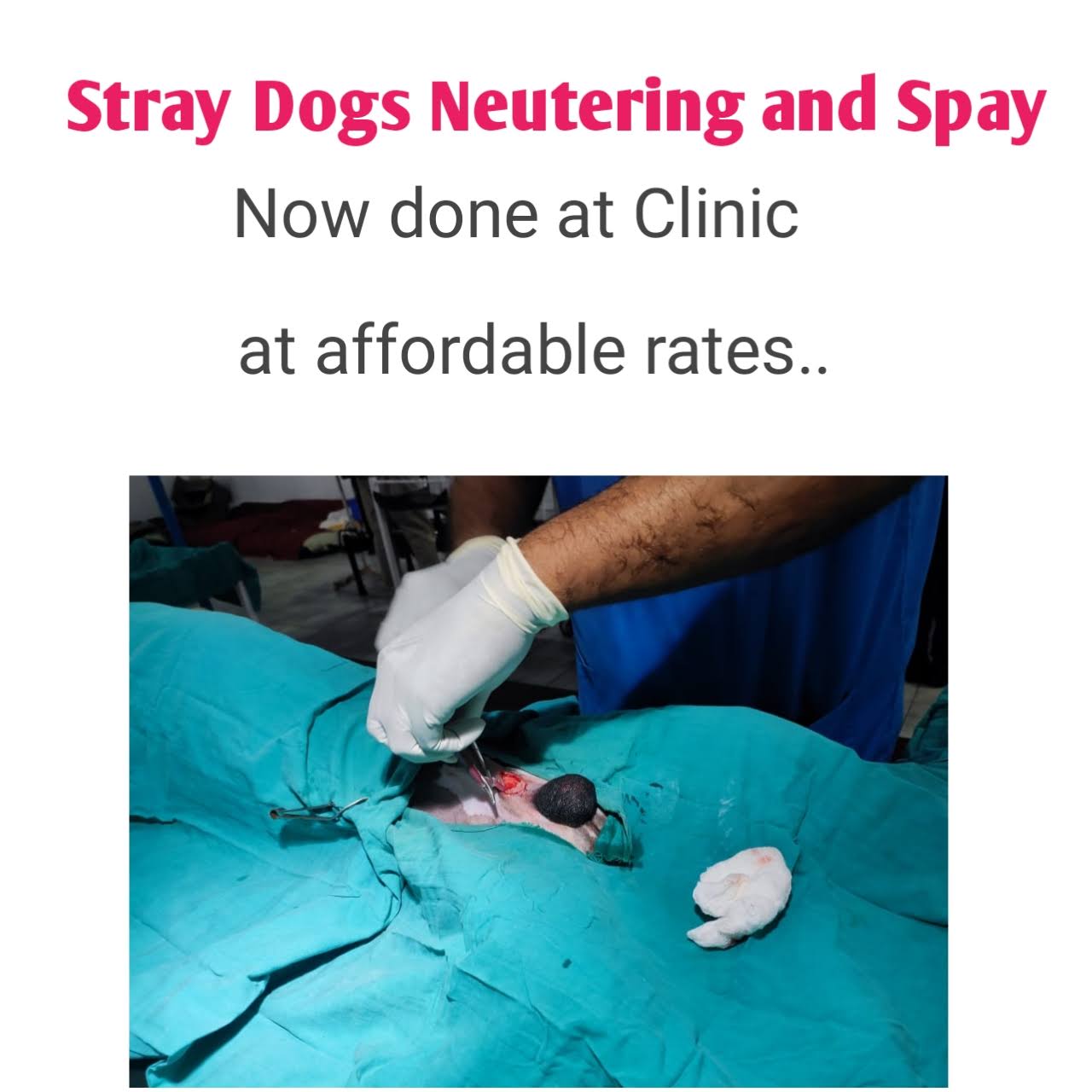Spay/Neutering Surgery for dogs. product image
