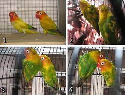 Bunga terdiri dari beragam jenis dan warna. Korban Pun Berjatuhan Waspadai Lovebird Semiran 1 C Om Kicau Om Kicau